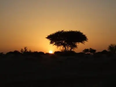 Coucher du soleil arbre 400x300.jpg