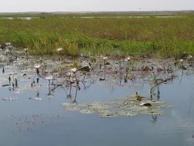 Fleurs du Niger 400x300.jpg