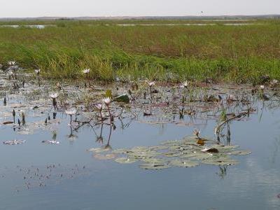 Fleurs du Niger 400x300.jpg