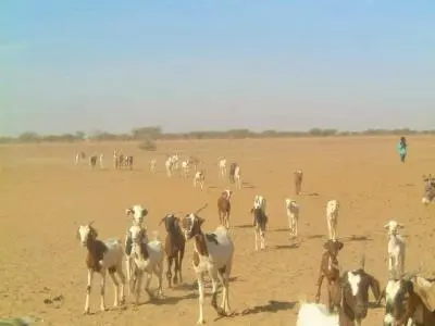 chèvres 400x300.jpg