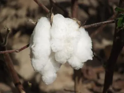 cotton 400x300.jpg