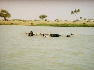 vaches dans le fleuve 400x300 a.jpg