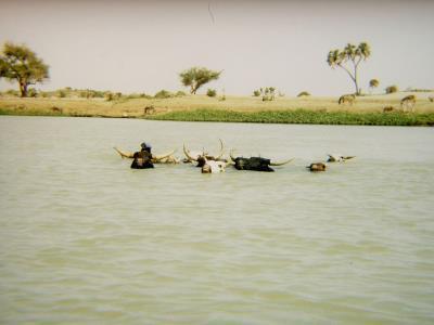 vaches dans le fleuve 400x300 a.jpg