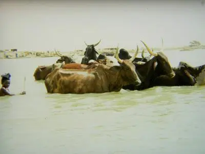 vaches dans le fleuve 400x300.jpg